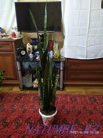 Цветок Щучий хвост или сансевиерия. Алматы - изображение 4