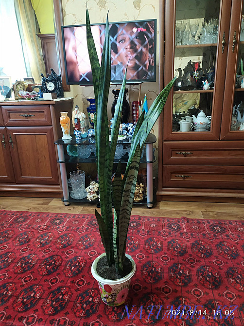 Pike tail flower or sansevieria. Almaty - photo 5
