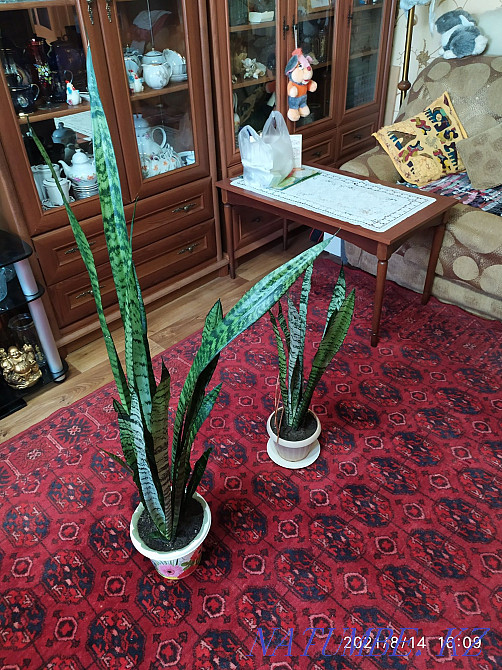 Pike tail flower or sansevieria. Almaty - photo 8