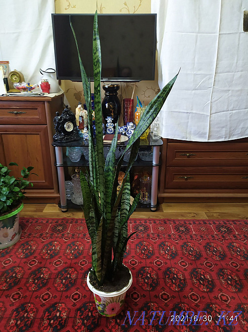 Pike tail flower or sansevieria. Almaty - photo 2
