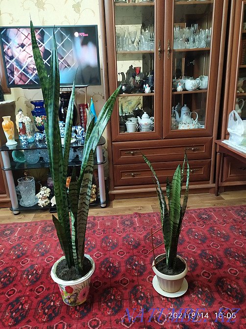 Pike tail flower or sansevieria. Almaty - photo 7