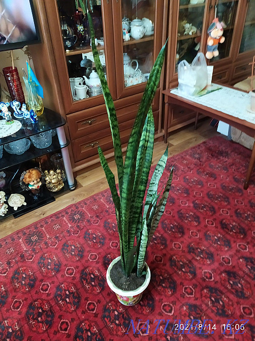 Pike tail flower or sansevieria. Almaty - photo 6
