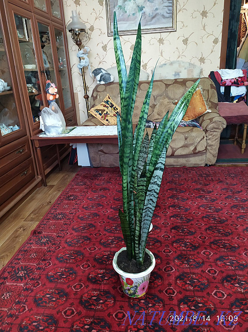 Pike tail flower or sansevieria. Almaty - photo 1