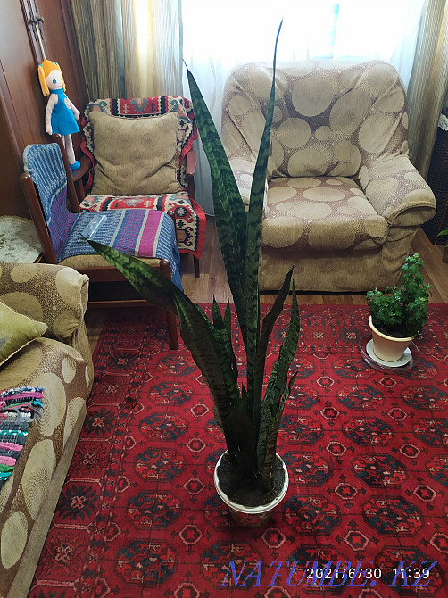 Pike tail flower or sansevieria. Almaty - photo 3