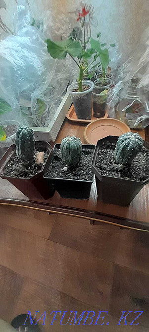 Astrophytum Asterias Petropavlovsk - photo 2