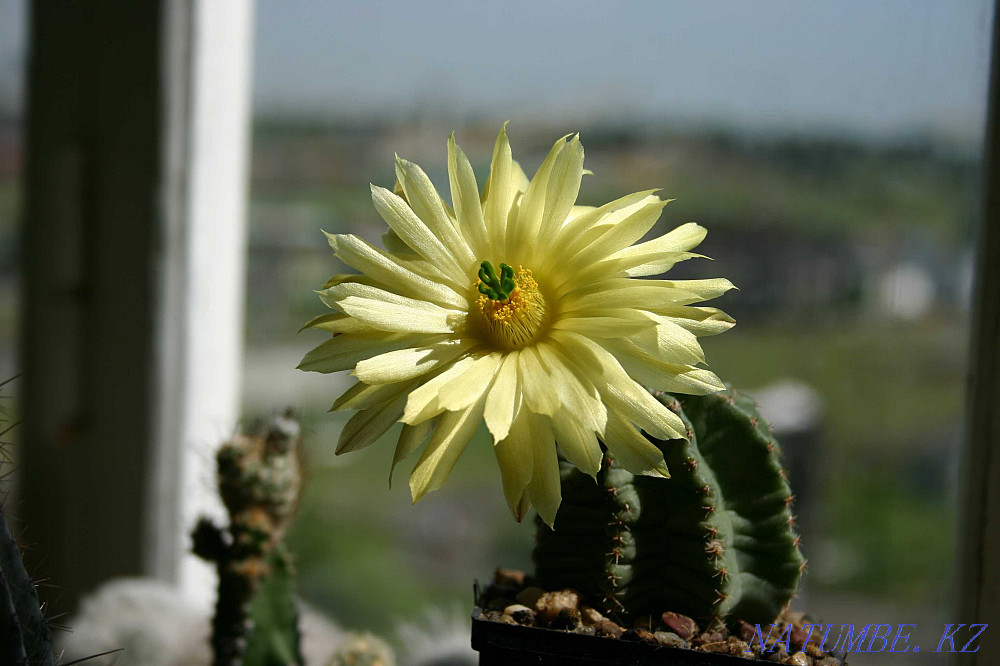 Astrophytum Asterias Petropavlovsk - photo 1