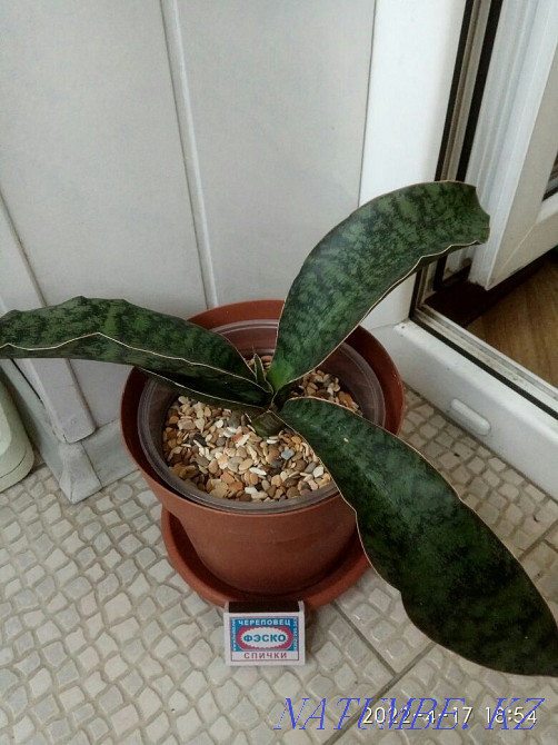 Sansevieria for sale Mafinga Tanzania Metallica Almaty - photo 1