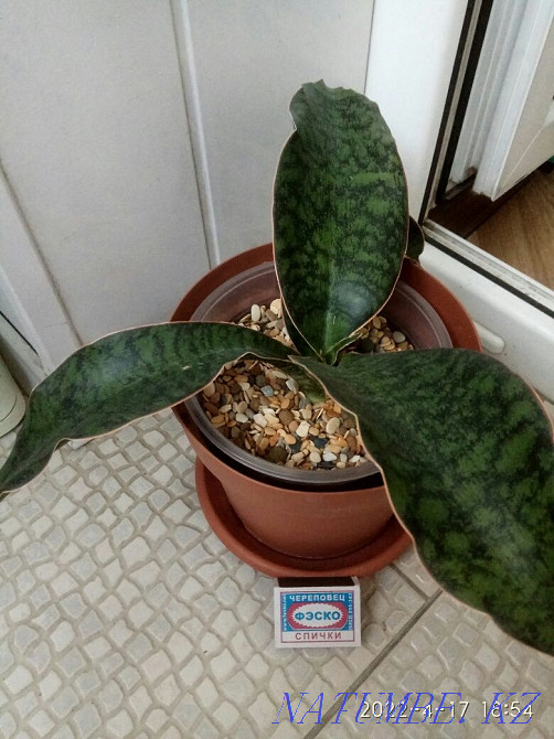 Sansevieria for sale Mafinga Tanzania Metallica Almaty - photo 2