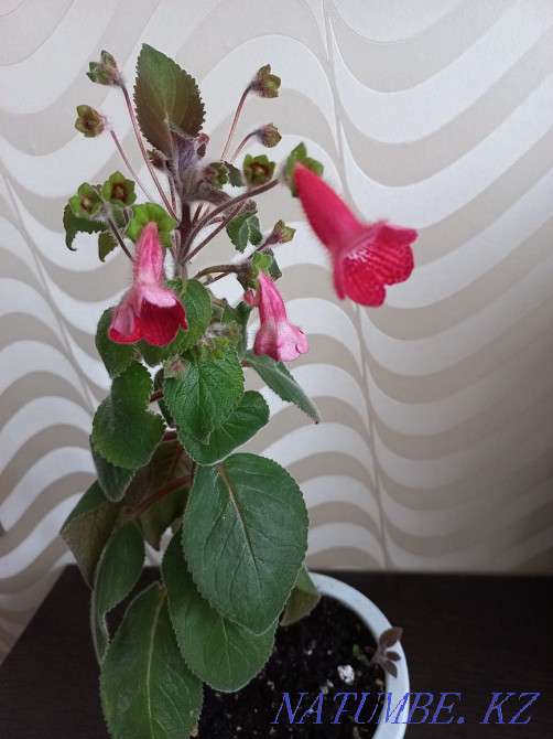 Колерия қызыл 1200 тг  Қарағанды - изображение 1