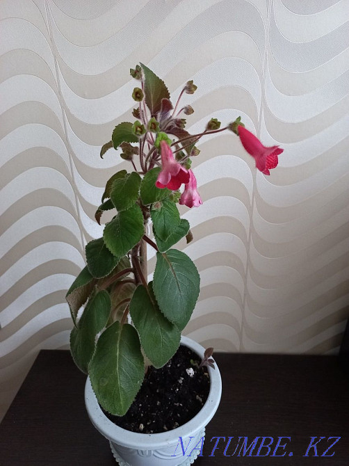 Колерия қызыл 1200 тг  Қарағанды - изображение 2