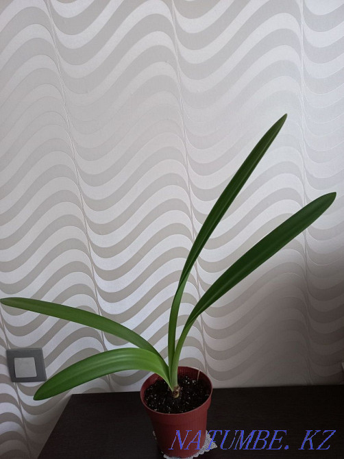 Hippeastrum or Ammarillis Karagandy - photo 1