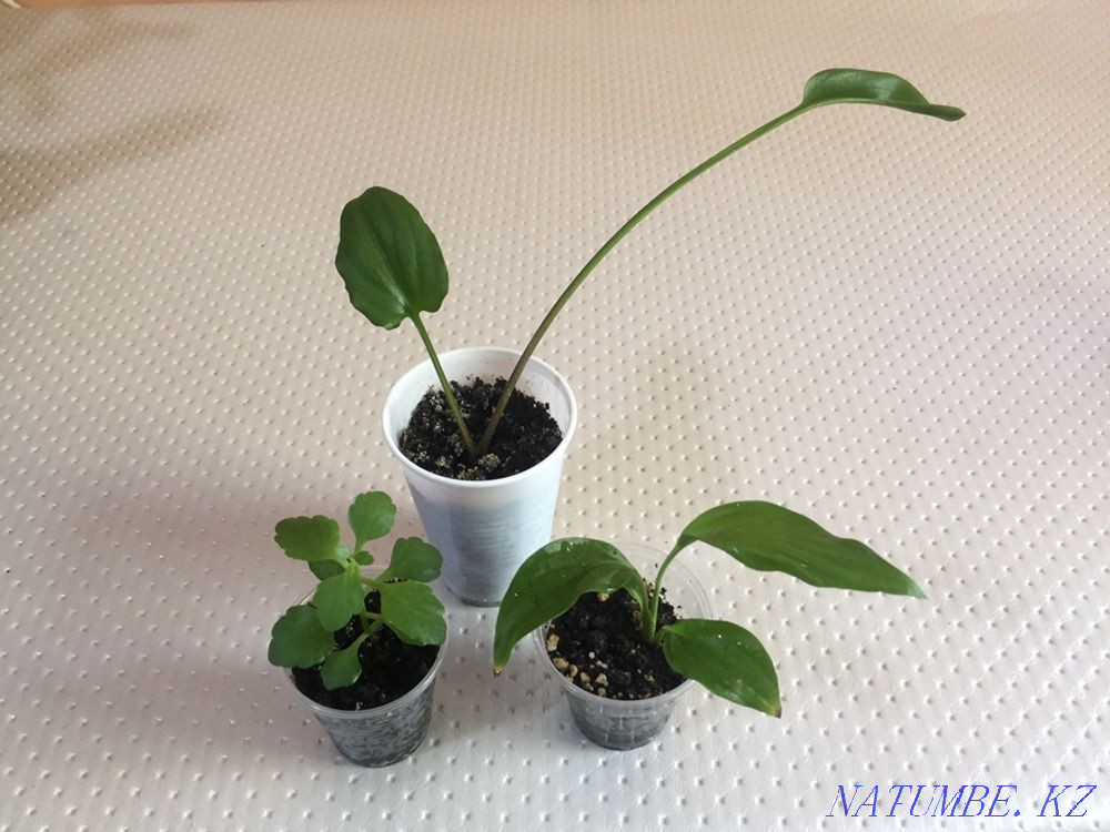 Houseplants Almaty - photo 1