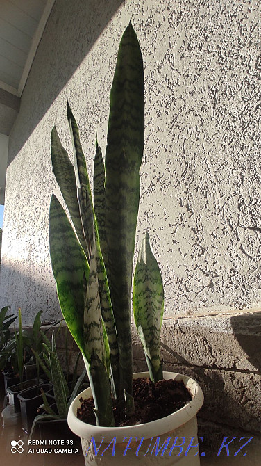 Mother-in-law's tongue, pike tail Shymkent - photo 1