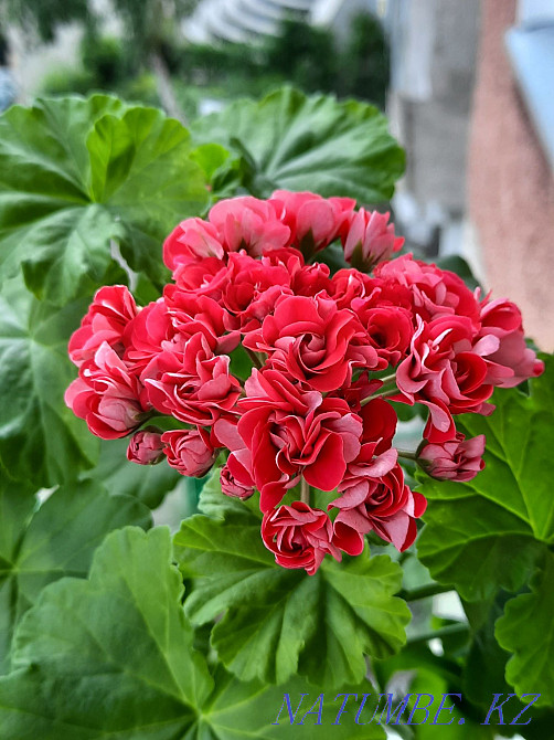 Rosebud geranium bright pink and many other colors Pavlodar - photo 1