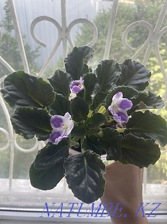 Selling violets Taldykorgan - photo 3