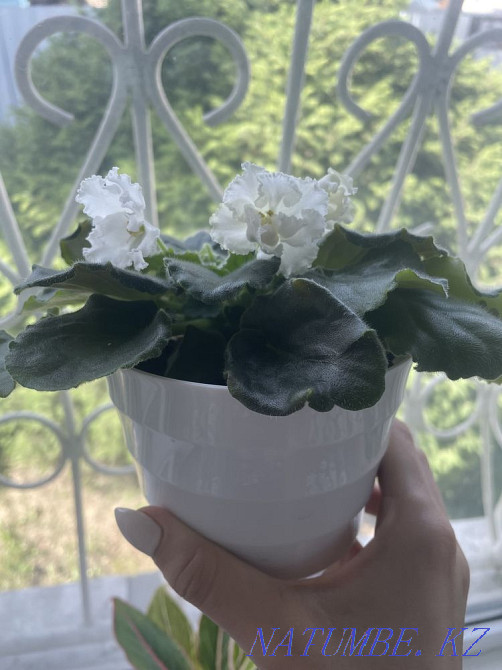 Продам фиалки Талдыкорган - изображение 1