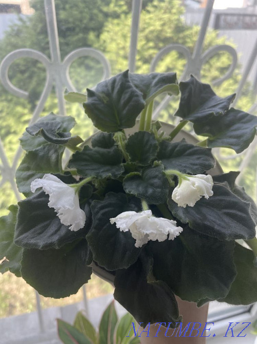 Продам фиалки Талдыкорган - изображение 7