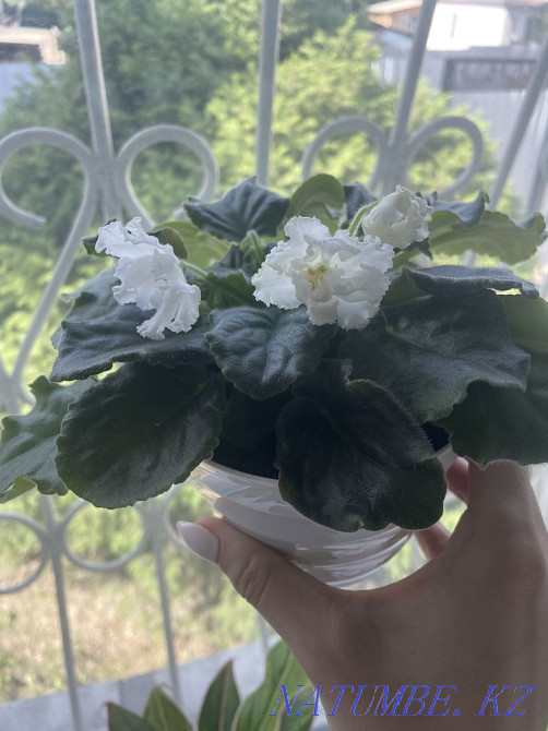 Продам фиалки Талдыкорган - изображение 2