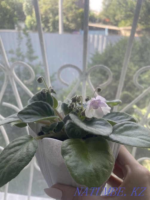 Продам фиалки Талдыкорган - изображение 8