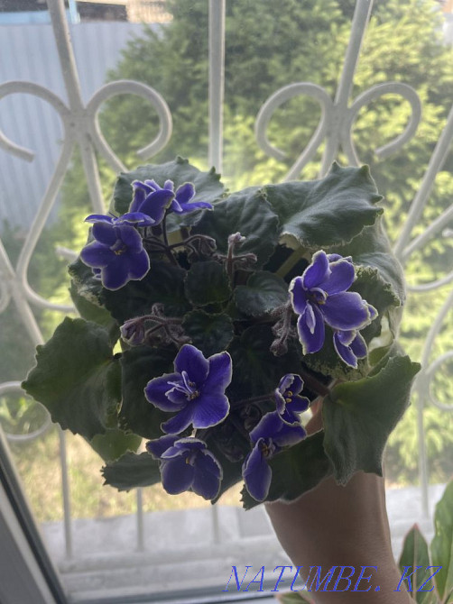 Продам фиалки Талдыкорган - изображение 5