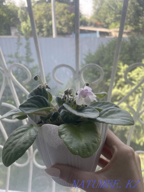 Продам фиалки Талдыкорган - изображение 6
