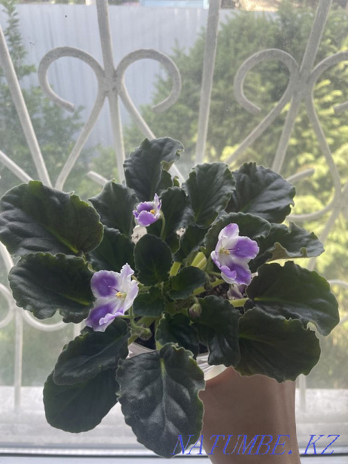 Продам фиалки Талдыкорган - изображение 4