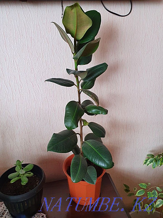 sell ficus black prince Чапаево - photo 1