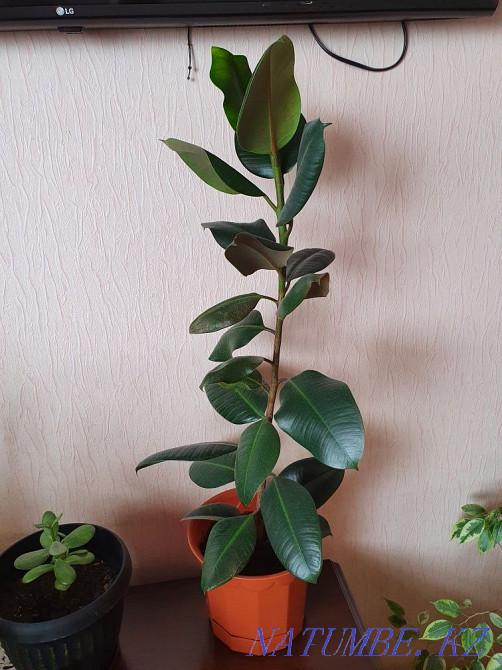 продам фикус чёрный принц Чапаево - изображение 2