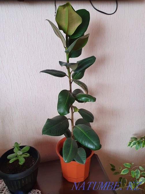 продам фикус чёрный принц Чапаево - изображение 1