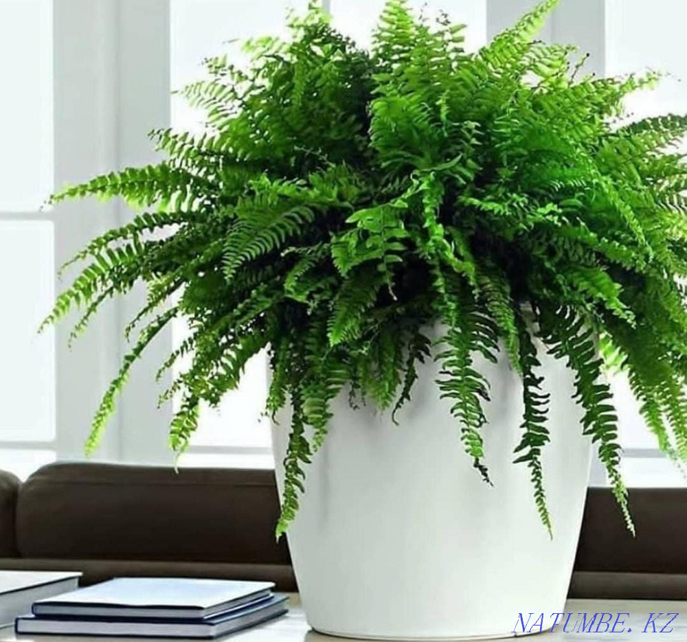 chic fern Astana - photo 4