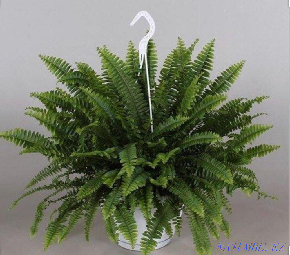 chic fern Astana - photo 1