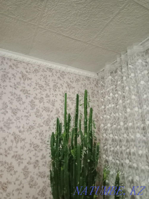 Triangular euphorbia for sale in a large pot Taldykorgan - photo 2