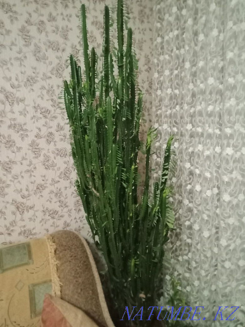 Triangular euphorbia for sale in a large pot Taldykorgan - photo 1