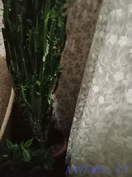 Triangular euphorbia for sale in a large pot Taldykorgan - photo 3