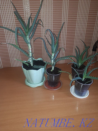 sell medicinal aloe Ust-Kamenogorsk - photo 1