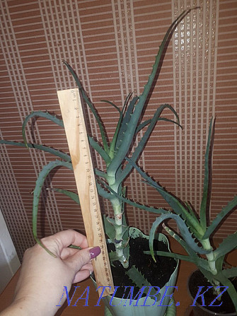 sell medicinal aloe Ust-Kamenogorsk - photo 2