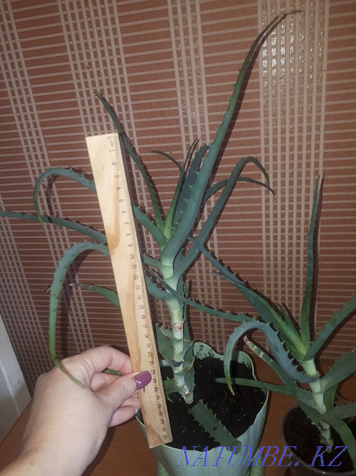 sell medicinal aloe Ust-Kamenogorsk - photo 2