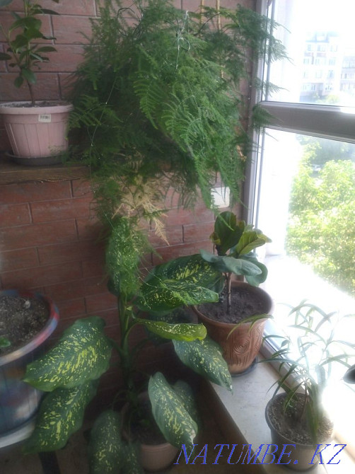 Flowers decorative Almaty - photo 5