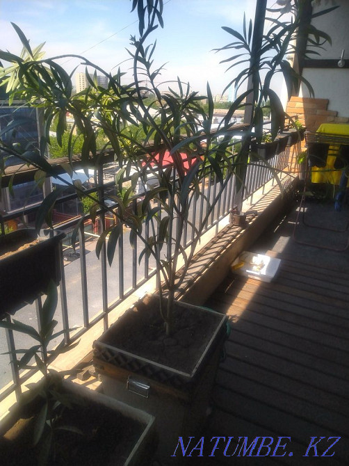 Flowers decorative Almaty - photo 3