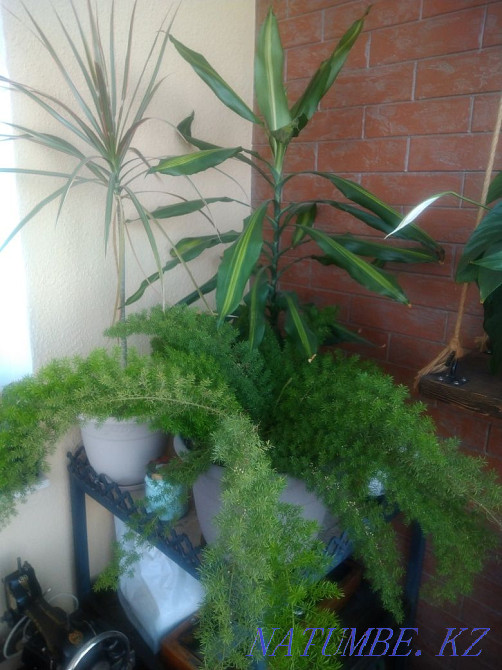 Flowers decorative Almaty - photo 6