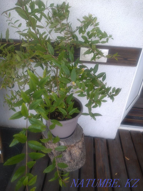 Flowers decorative Almaty - photo 4