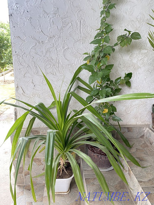 Гулдер адеми Сарыагаш - изображение 3