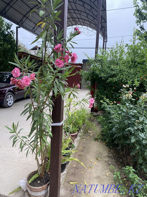 Гулдер адеми Сарыагаш - изображение 2