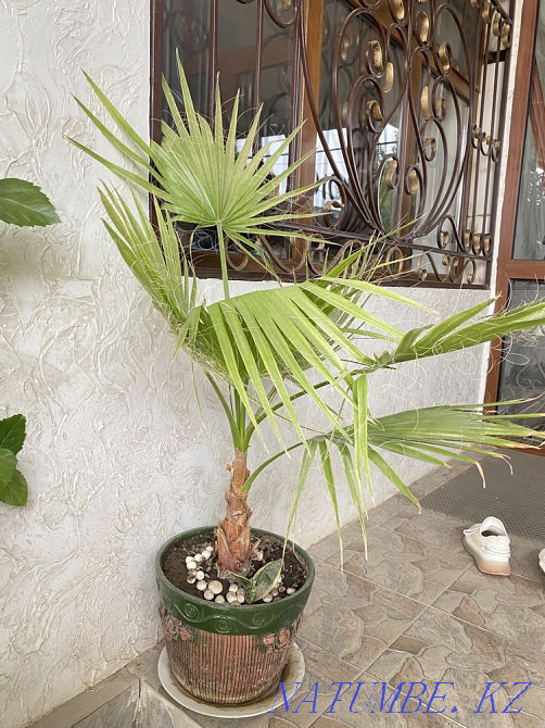 Гулдер адеми Сарыагаш - изображение 4