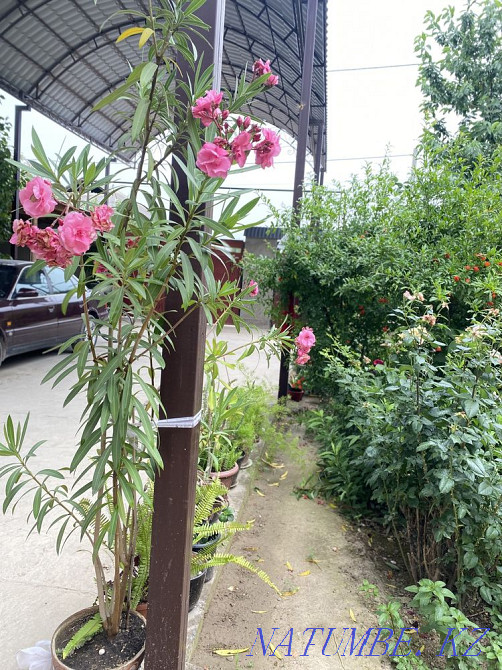 Гулдер адеми Сарыагаш - изображение 1