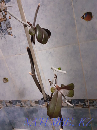 балалар орхидеялары сатылады  Степногорск - изображение 1