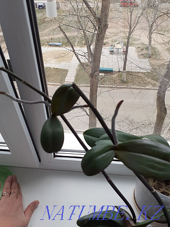 балалар орхидеялары сатылады  Степногорск - изображение 2