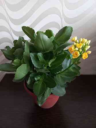 Каланхое желтое цветет Karagandy
