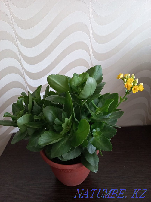 Kalanchoe yellow blooms Karagandy - photo 2