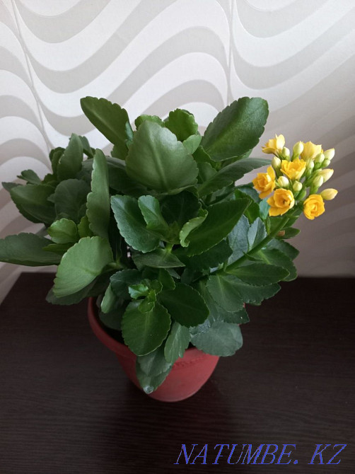 Kalanchoe yellow blooms Karagandy - photo 1